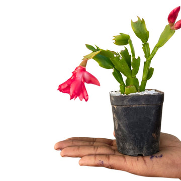 Christmas Cactus Red