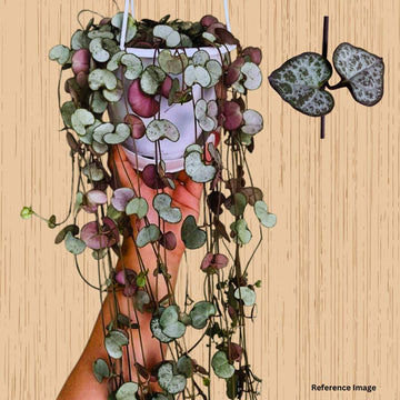 Buy String of Hearts Plant, Ceropegia Woodii House Plant