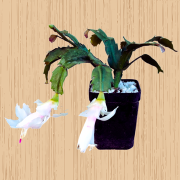 Christmas Cactus White