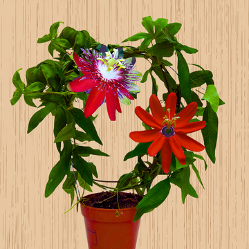 Krishna Kamal Red Vine