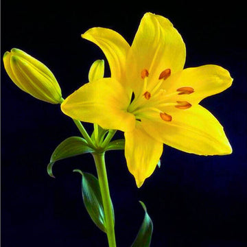 Yellow Day Lily