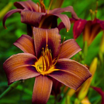 Chocolate Day Lily