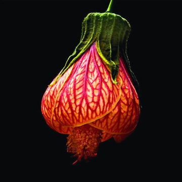 Lantern Hibiscus / Chinese Hibiscus