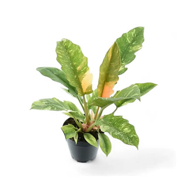 Ring of Fire Variegated