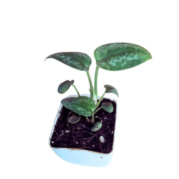Silver Pictus Baby