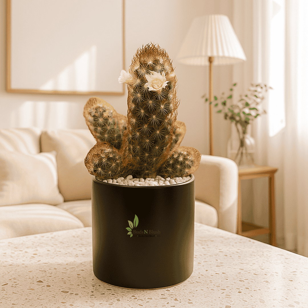 Mammilaria Elongata
