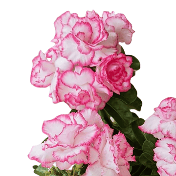 Rosy Adenium Double Petal Grafted White-Pink