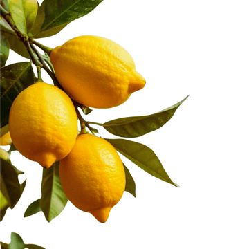 Seedless Kagzi Lemon