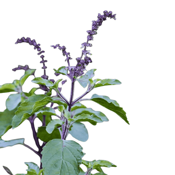 Krishna Tulsi Plant