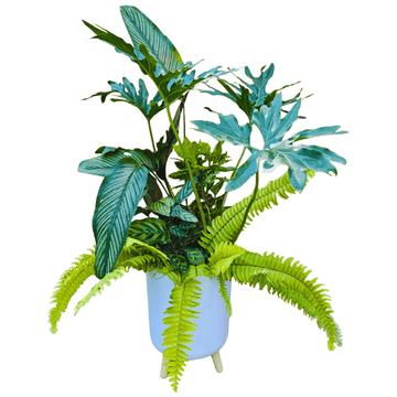 Tropical Green DIY Set in Designer Pot