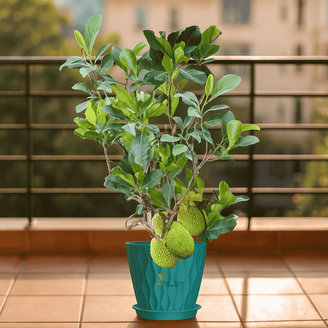 jackfruit plant in pot Dwarf Jack Fruit Red