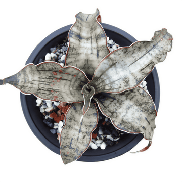 Sansevieria Coppertone