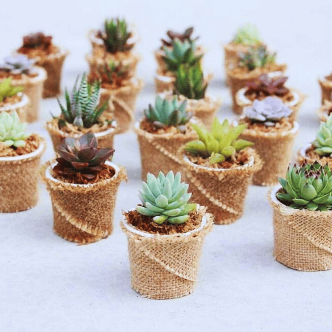 Wrapped Succulent Gifts