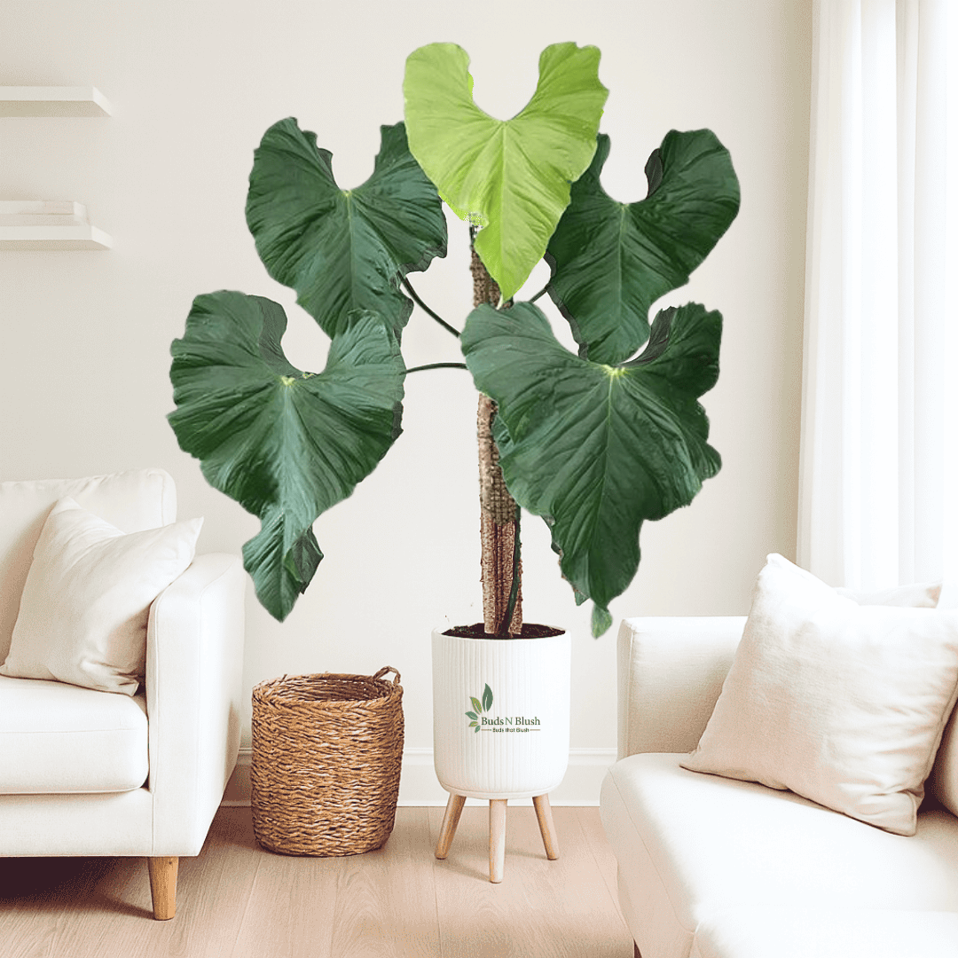 anthurium balaoanum for sale Anthurium Balaoanum