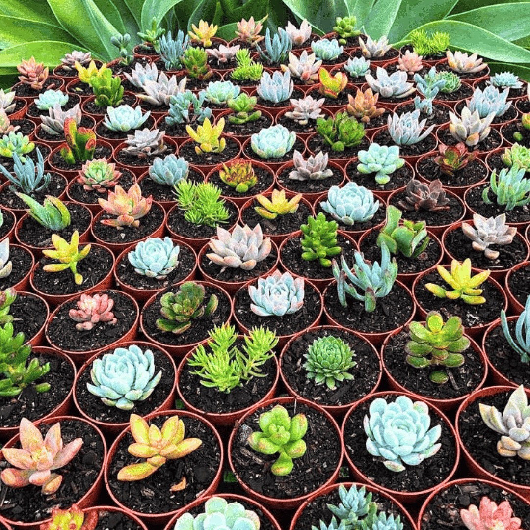 succulent buy Buy Succulent Plant Online