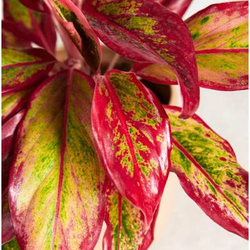 Aglaonema Lipstick Red