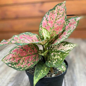 Aglaonema Red Addiction Indoor Plant, Air Purifying Plants