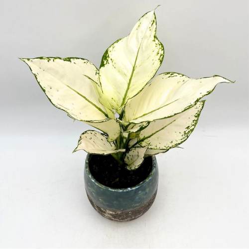 Aglaonema Super White Indoor Plant for Air Purifying