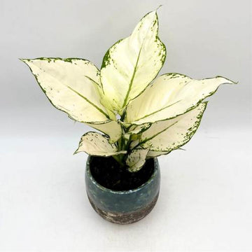 Aglaonema Super White