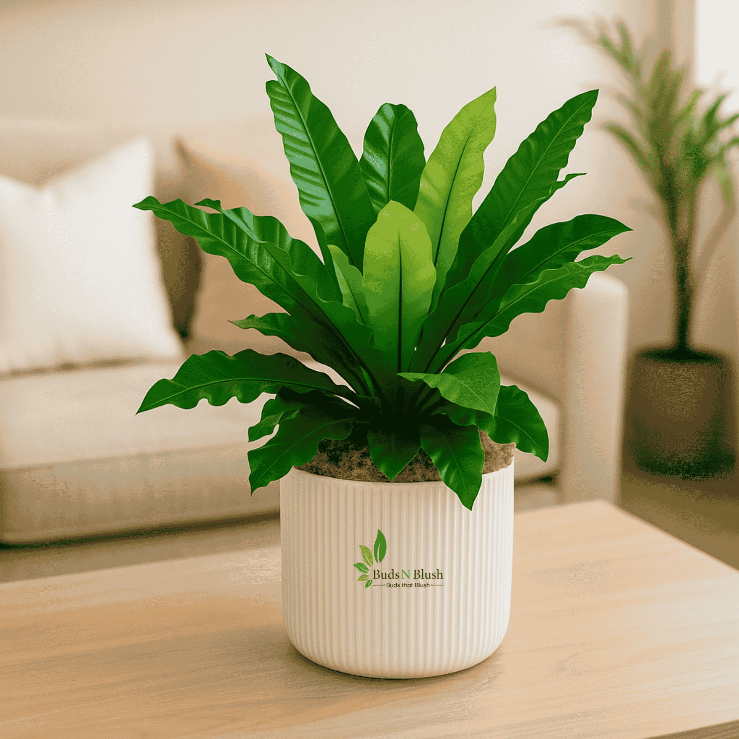 nest farn Bird Nest Fern