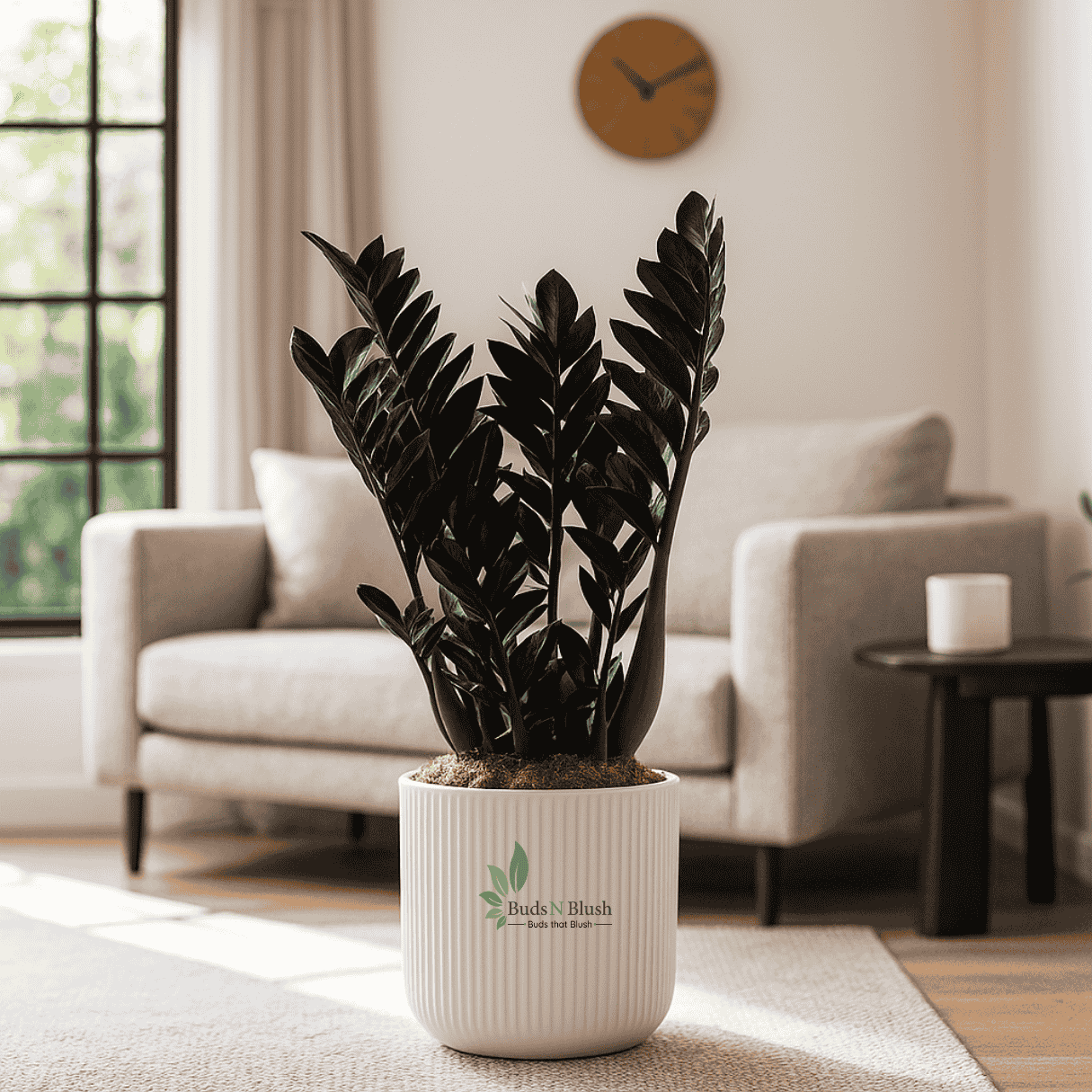 black zz plant price Black ZZ Rare