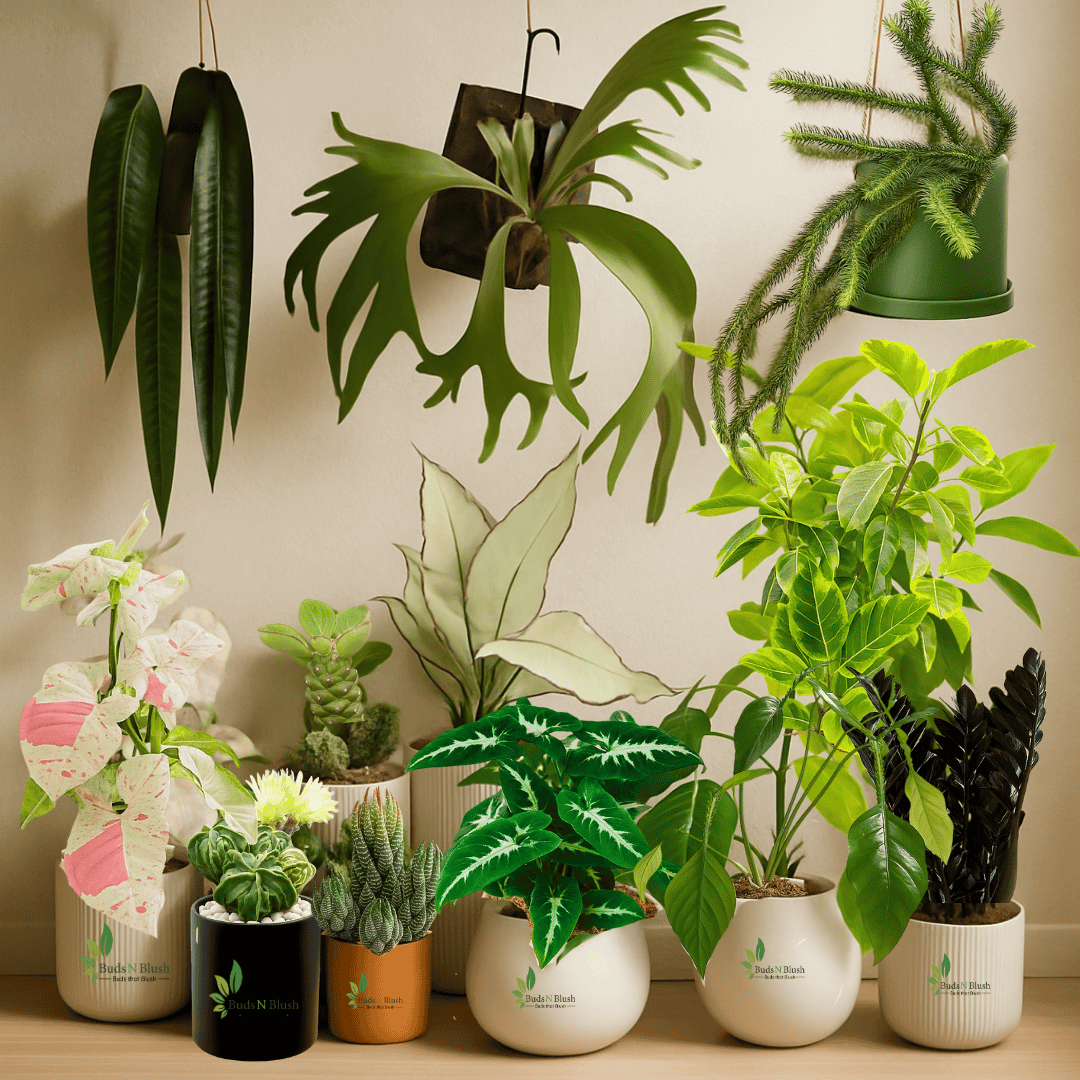Collector's Choice: 12 Rare Plants Combo