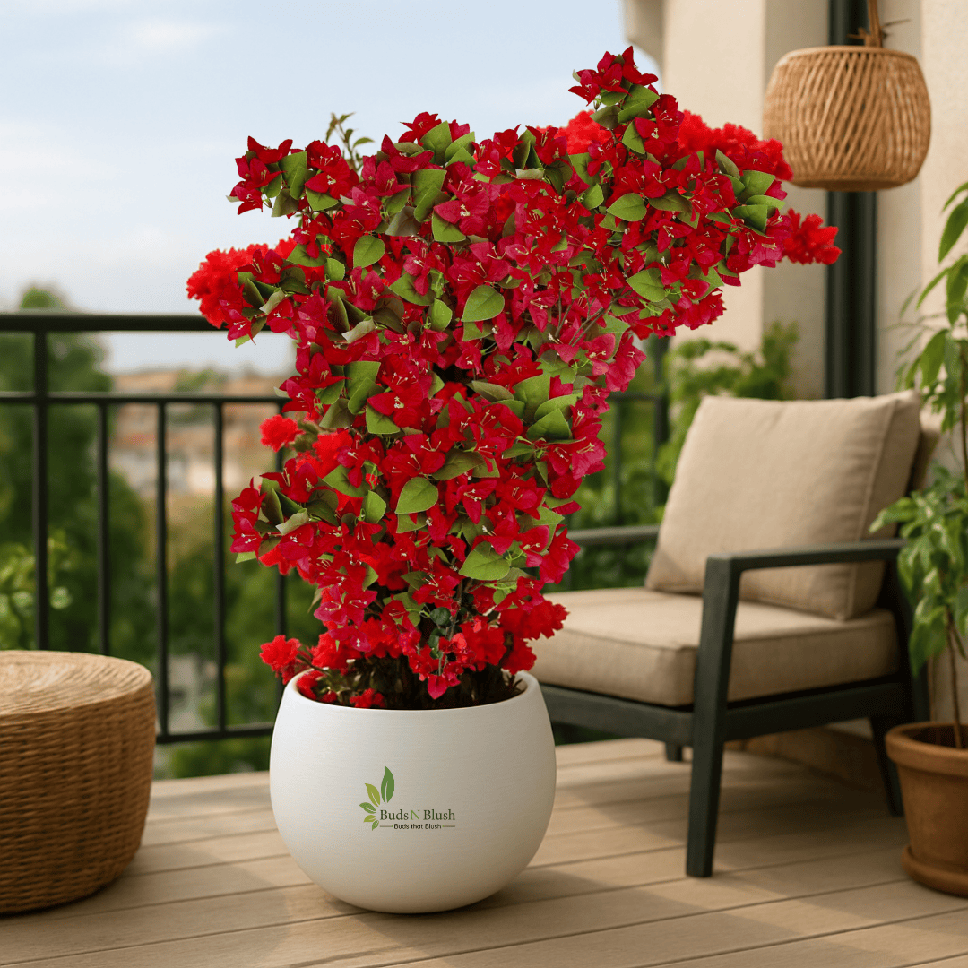 potted bougainvillea plant Red Bougainvillea