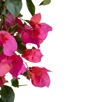 Bougainvillea Three Plant Combo