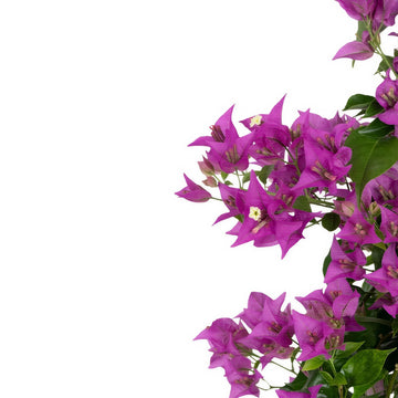 Purple Bougainvillea