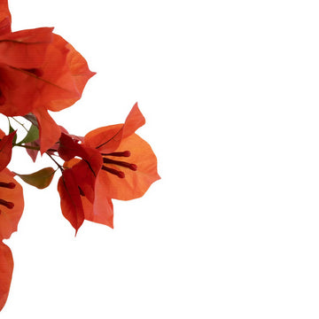 Red Bougainvillea