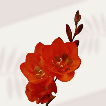 Tritonia Crocata Red (3 Bulbs)