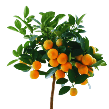 Dwarf China Orange