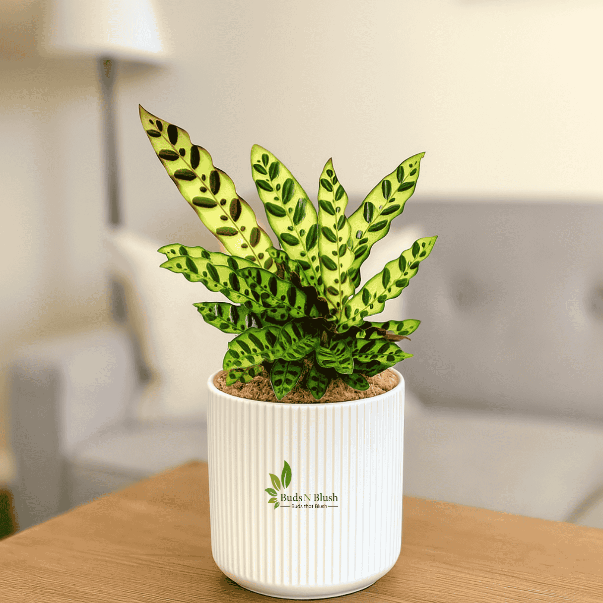 is calathea an indoor plant Calathea Insignis