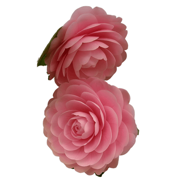 Rare Japanese Camellia Pink