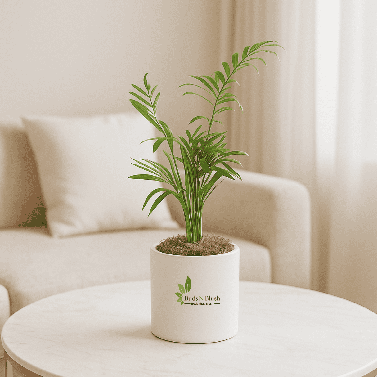 office palm plant Chamaedorea Palm