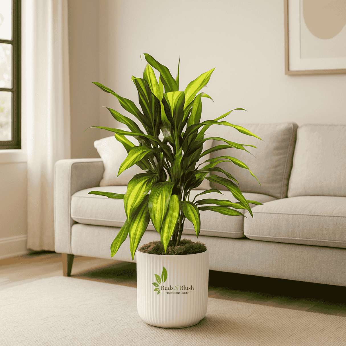 cordyline kiwi indoor plant Cordyline Kiwi