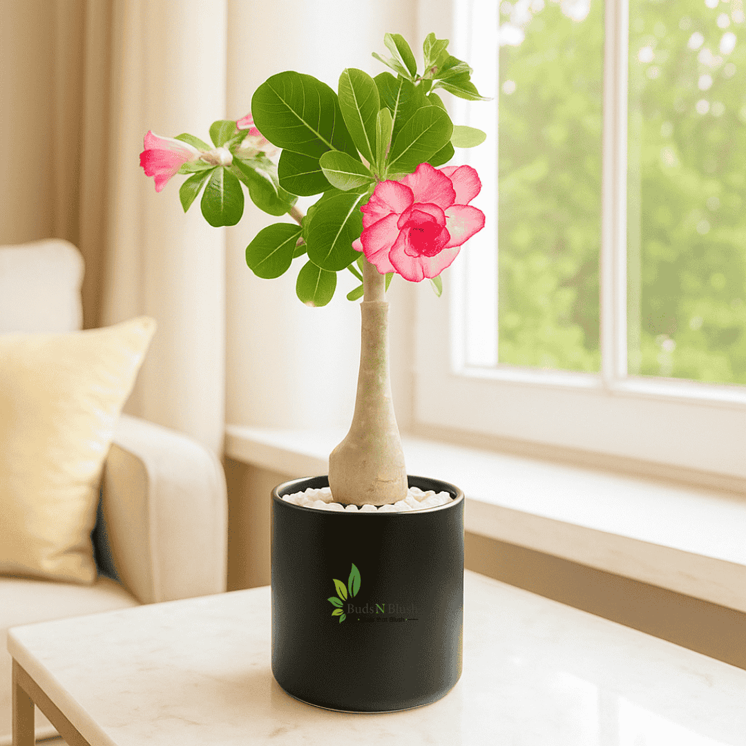 bonsai tree desert rose Adenium Bonsai