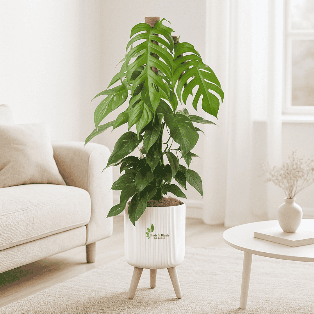 dragon tail monstera plant Dragon Tail Monstera Plants