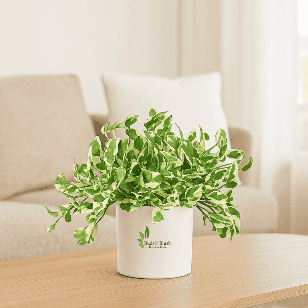 small pothos plant Njoy Money plant