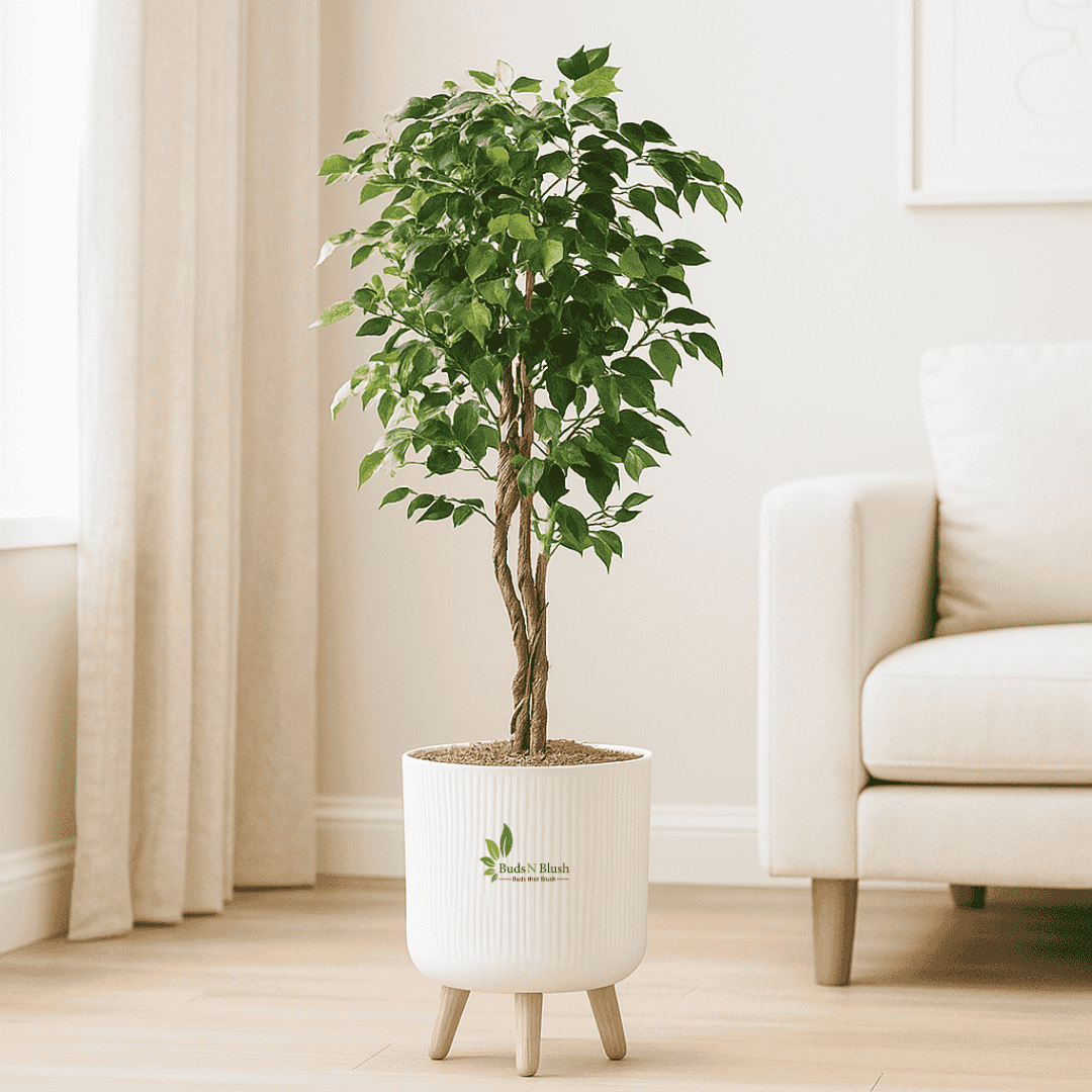 ficus pot plant Ficus Benjamina Plant