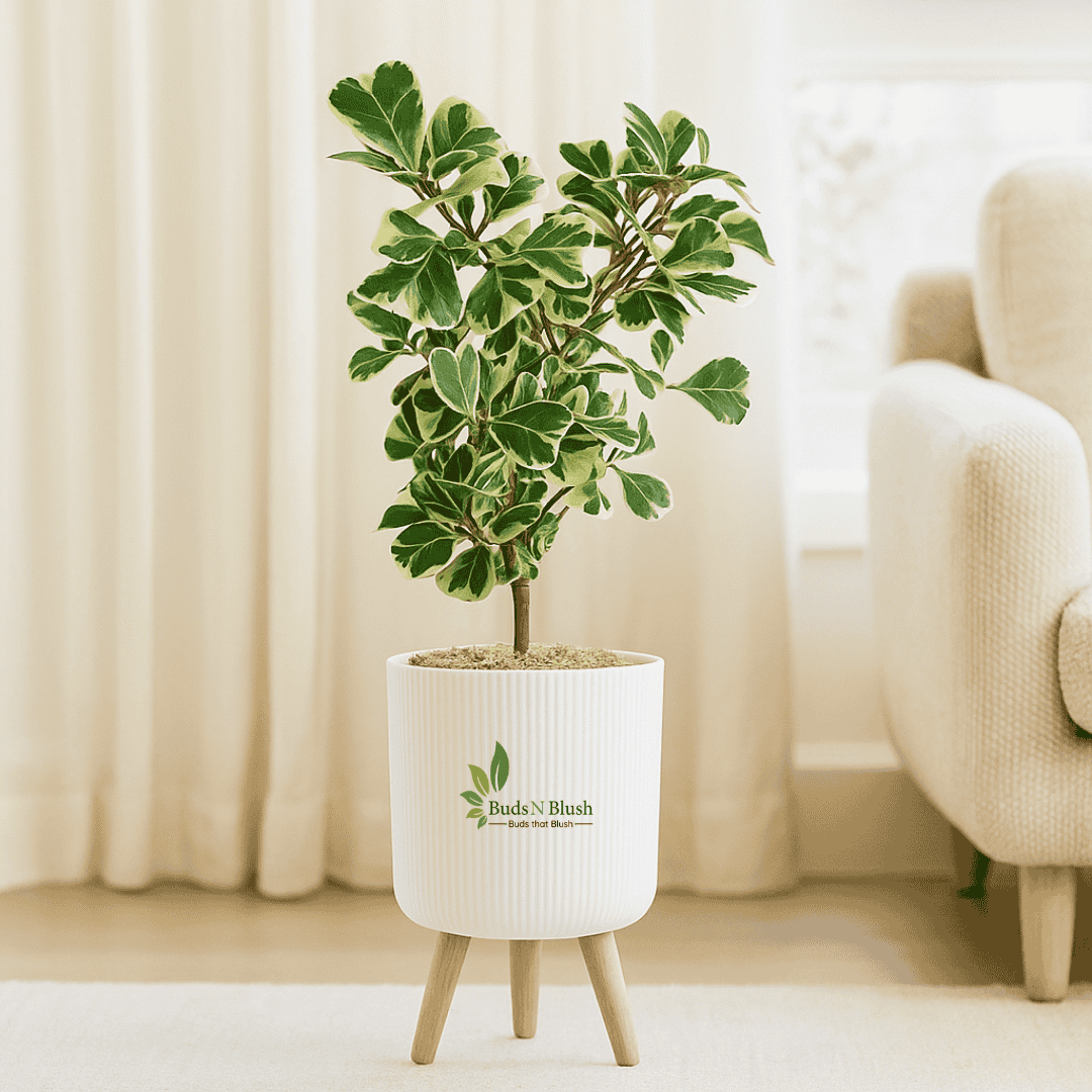 house plants with triangular leaves Ficus Triangularis Variegated
