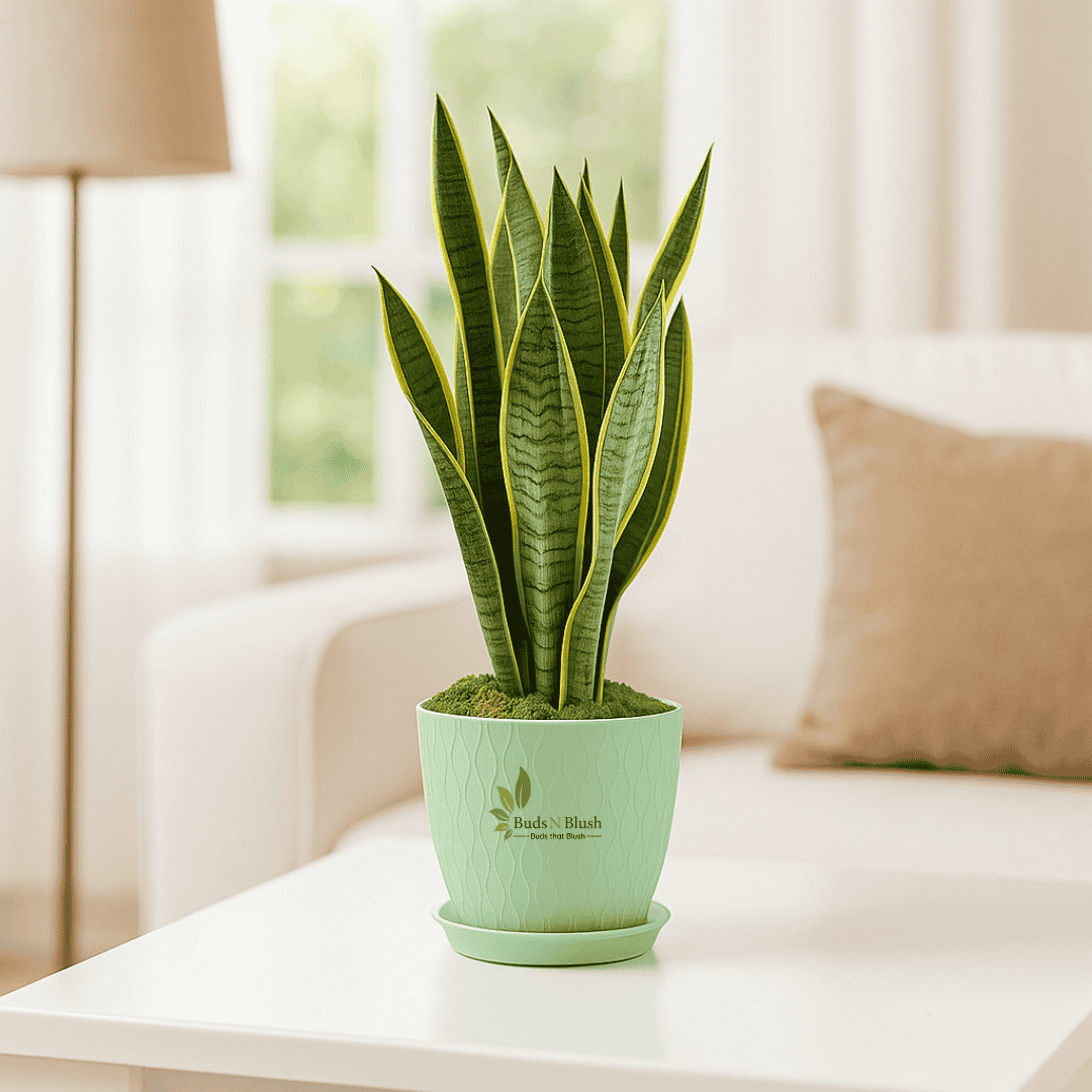 Sansevieria Robusta Superba