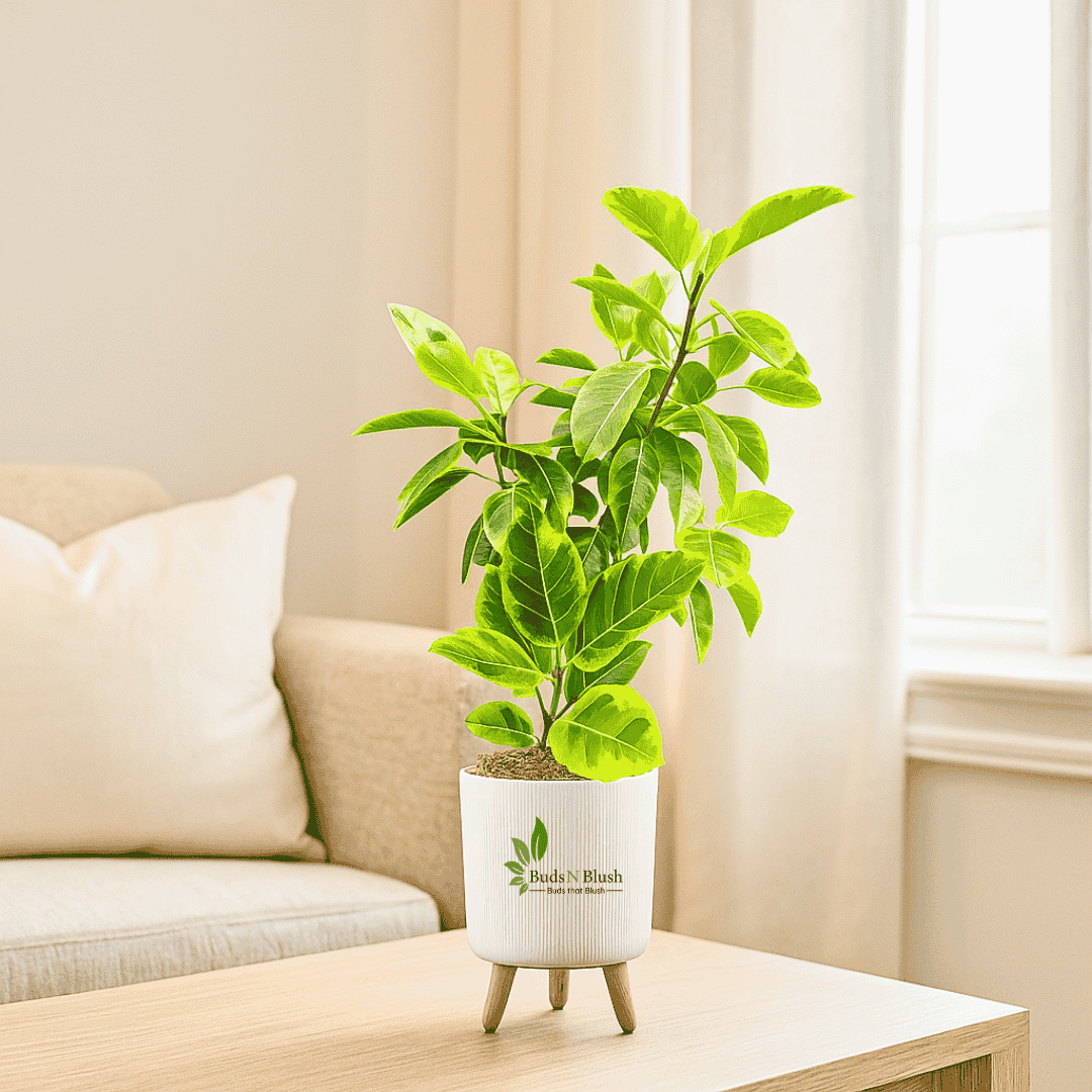 golden rubber tree Rubber Plant Golden Altissima Variegated