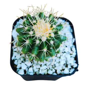 Golden Barrel Cactus