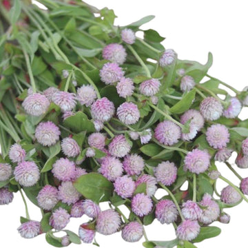 Gomphrena Pink F1 Hybrid Seeds