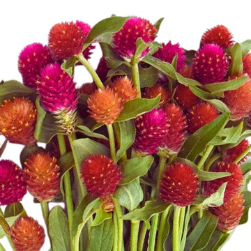 Gomphrena Red F1 Hybrid Seeds / Strawberry Gomphrena