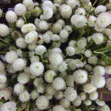 Gomphrena White F1 Hybrid Seeds