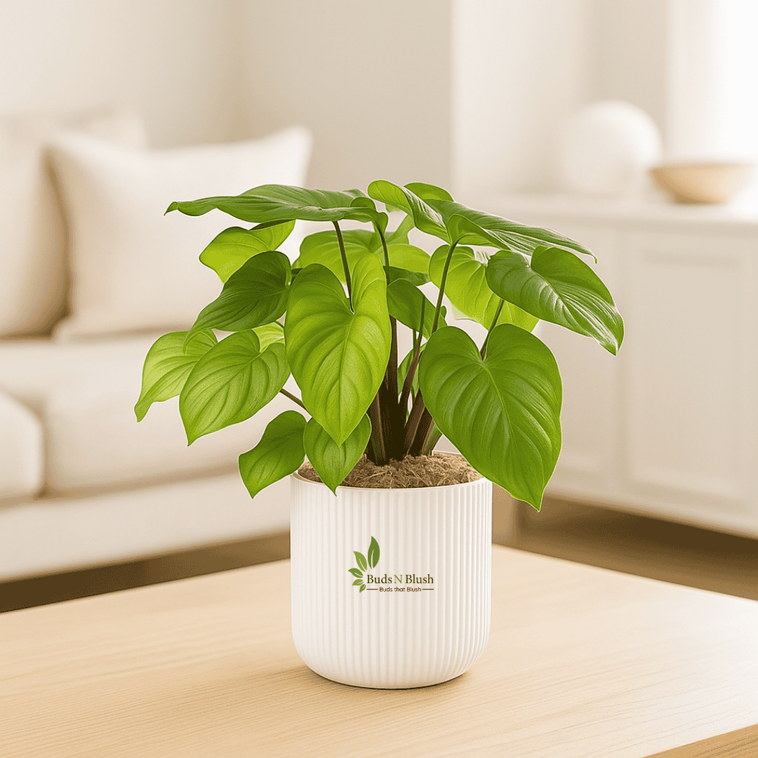 homalomena indoor plant Homalomena Maggie