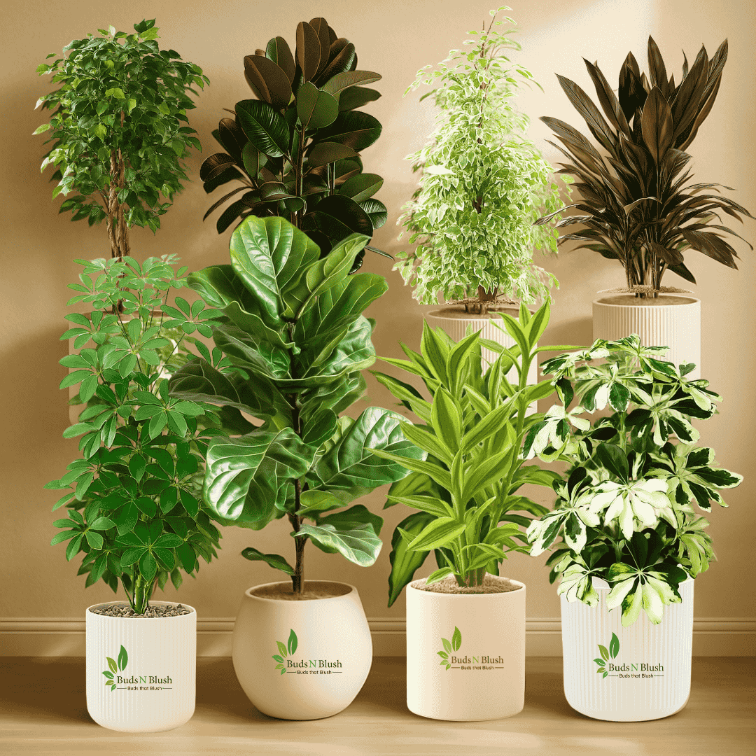 forest indoor plants Indoor Garden Starter Kit (8 Indoor Trees + 5 Seeds)