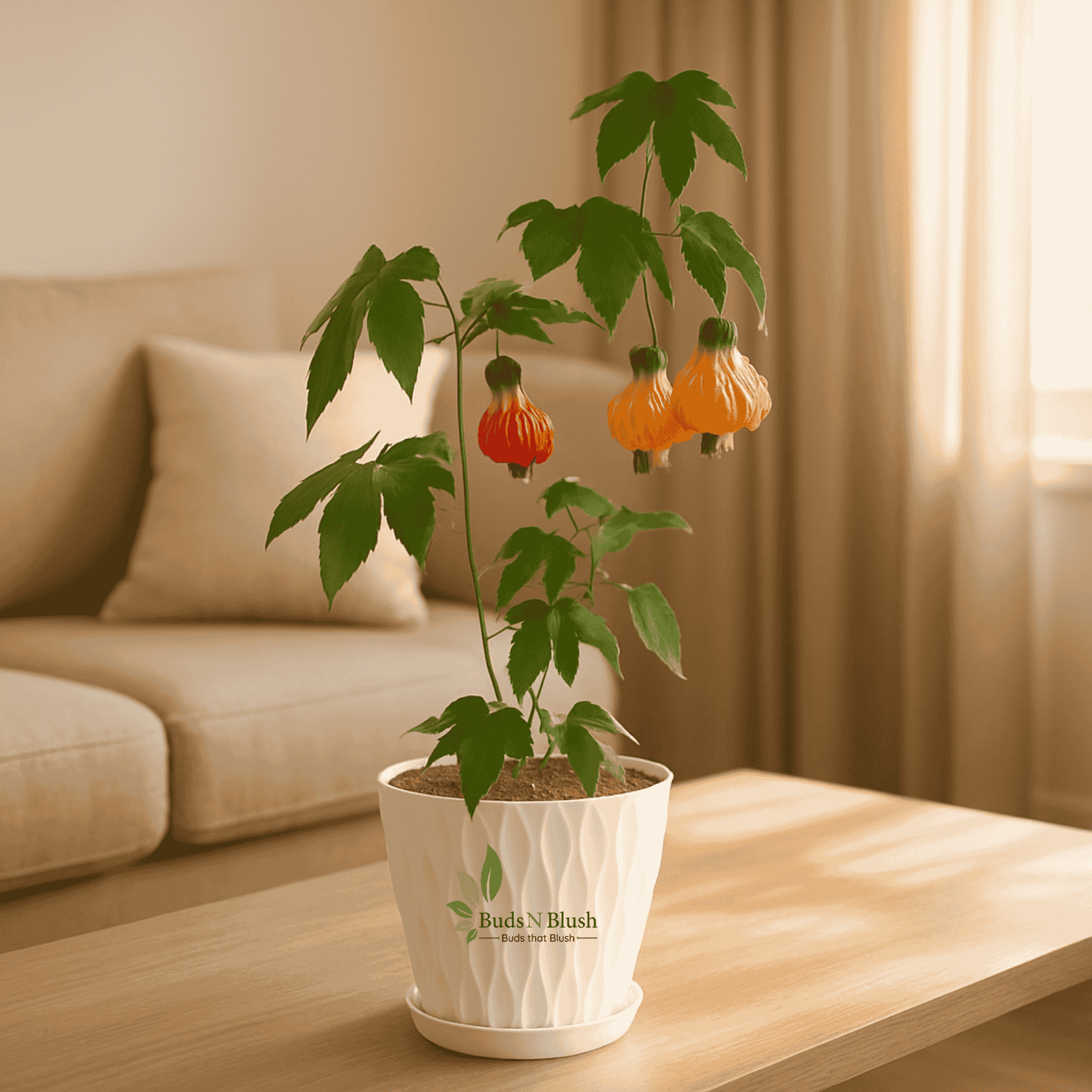 hibiscus plant indoor Lantern Hibiscus